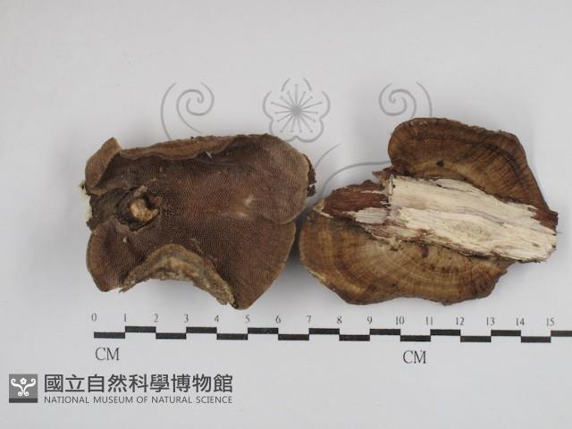 登錄號:F0030801藏品圖，第1張
