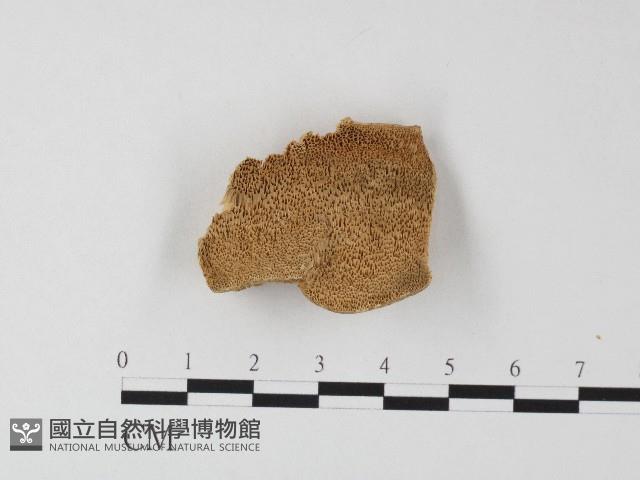 登錄號:F0006801藏品圖，第1張