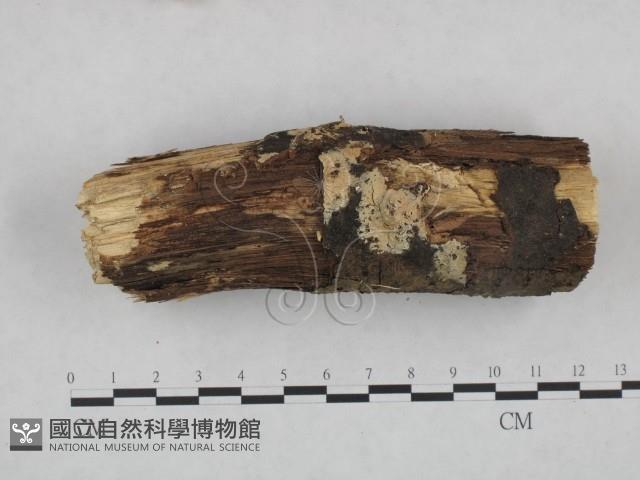 登錄號:F0021801藏品圖，第1張