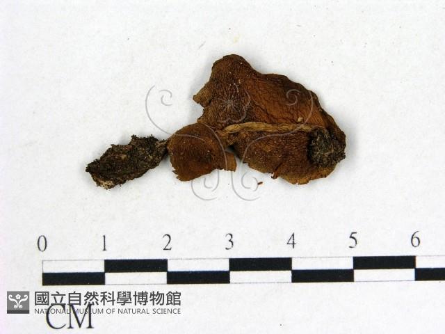 登錄號:F0004801藏品圖，第1張