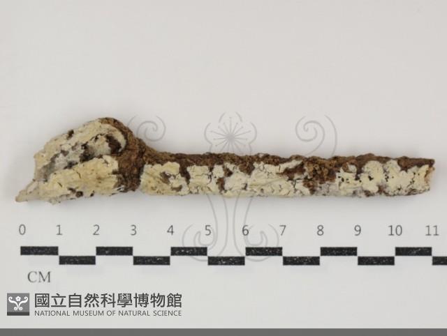 登錄號:F0034801藏品圖，第1張