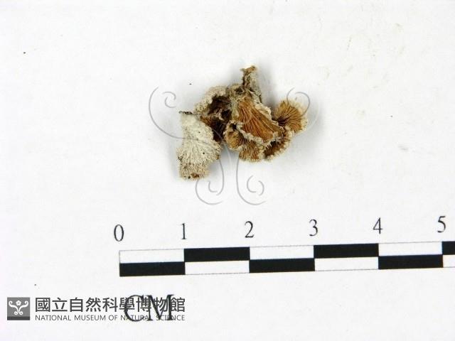 裂褶菌藏品圖，第3張