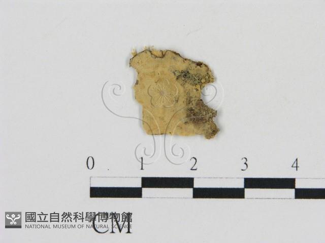 登錄號:F0002801藏品圖，第1張