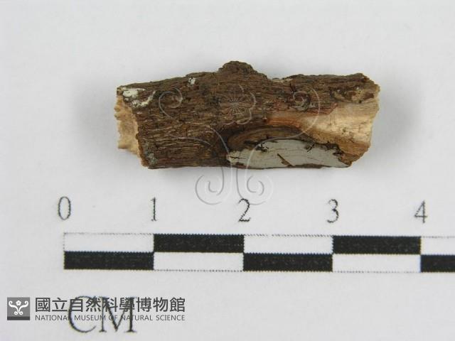 登錄號:F0012801藏品圖，第1張