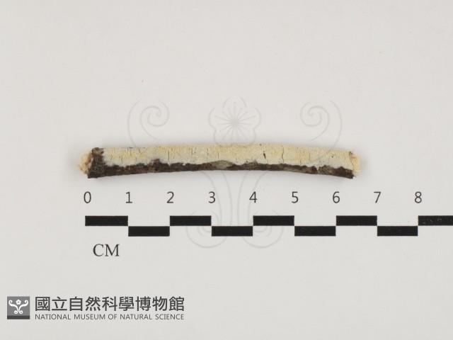 登錄號:F0032801藏品圖，第1張