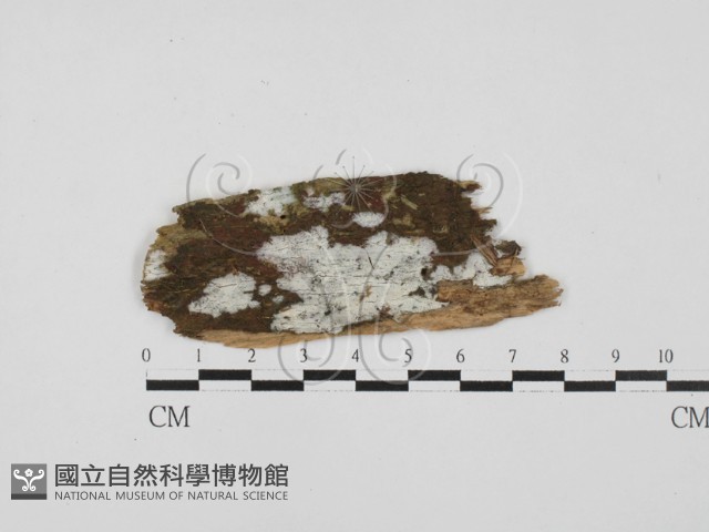 絲齒菌屬藏品圖，第1張
