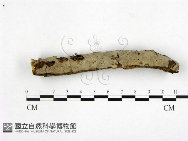 登錄號:F0007801藏品圖，第1張