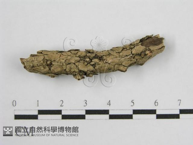 登錄號:F0017801藏品圖，第1張