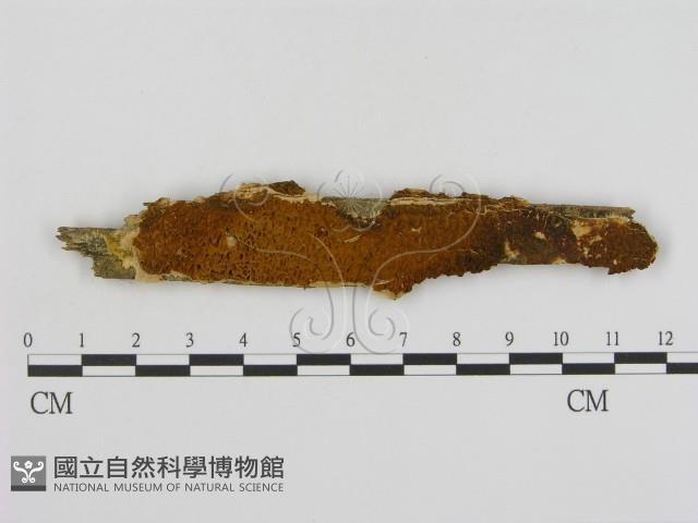 登錄號:F0015801藏品圖，第1張
