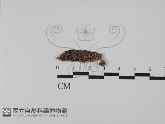 登錄號:F0029801藏品圖，第3張