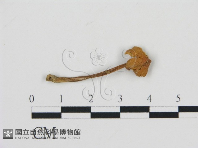 濕傘屬藏品圖，第1張