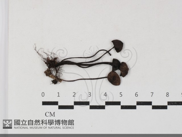 登錄號:F0033801藏品圖，第1張