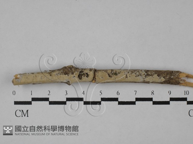 登錄號:F0028901藏品圖，第1張