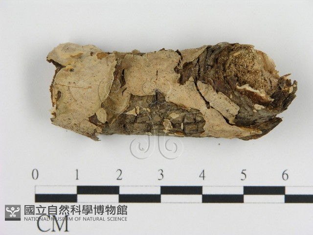 刺皮菌屬藏品圖，第1張