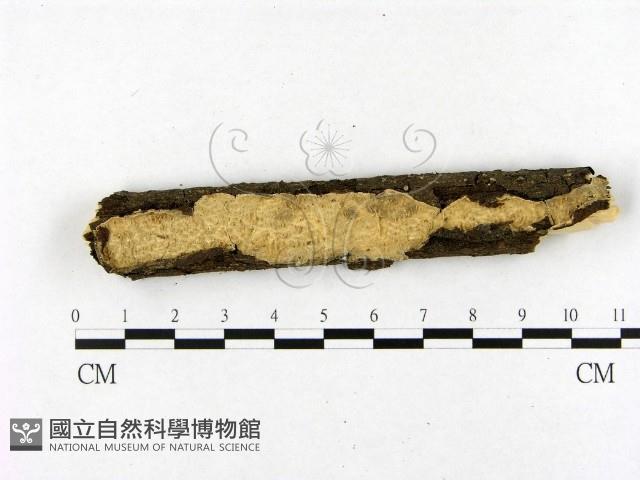 登錄號:F0020901藏品圖，第1張