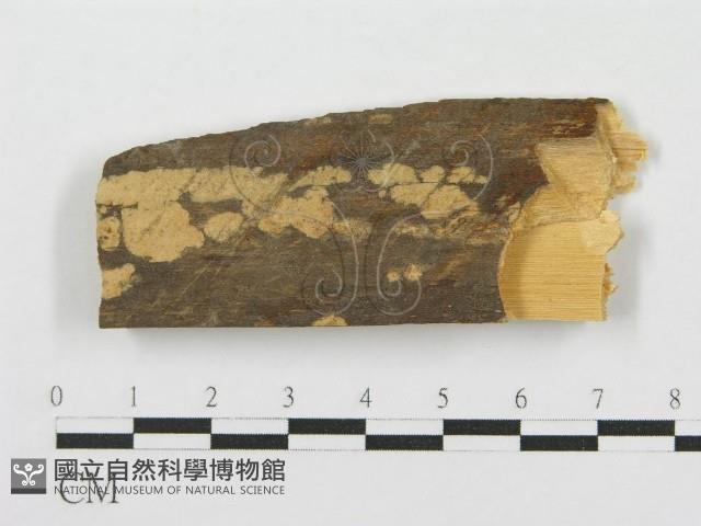 登錄號:F0000901藏品圖，第1張