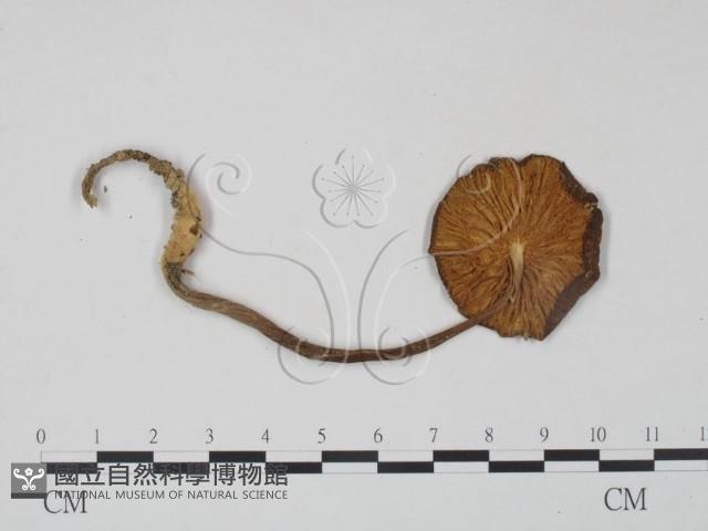 登錄號:F0010901藏品圖，第1張