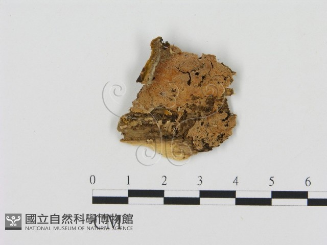 登錄號:F0006901藏品圖，第1張