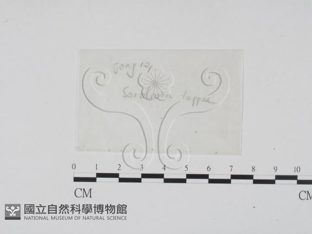 登錄號:F0016901藏品圖，第1張