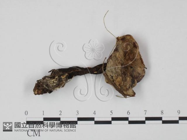 登錄號:F0021901藏品圖，第1張