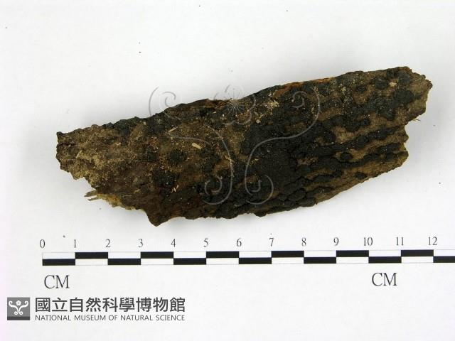 登錄號:F0001901藏品圖，第1張