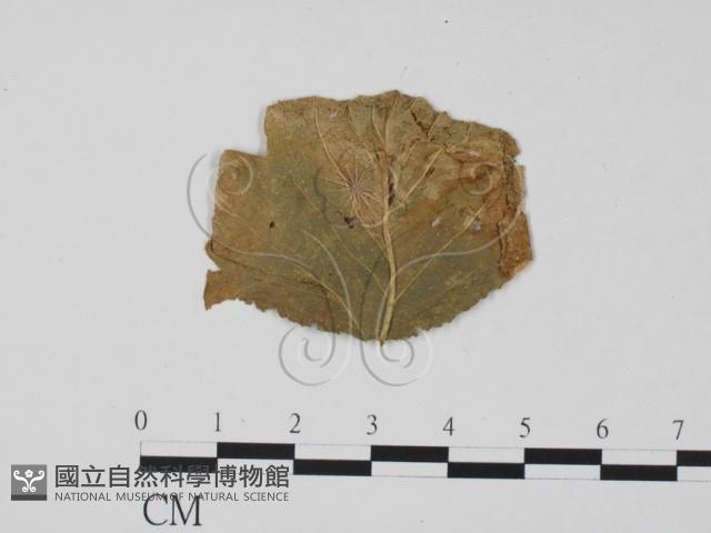 登錄號:F0011901藏品圖，第1張