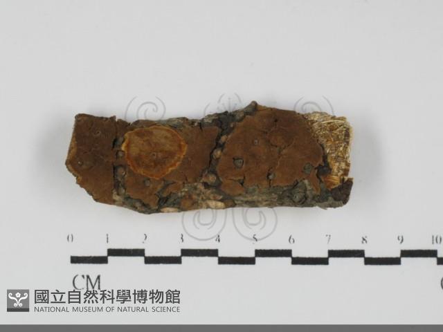 登錄號:F0031901藏品圖，第1張
