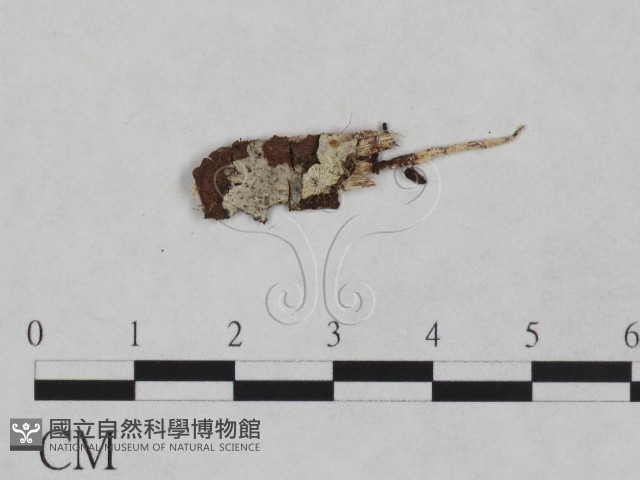 射脈菌屬藏品圖，第1張