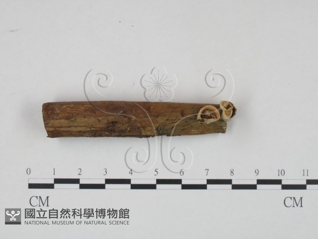 登錄號:F0004901藏品圖，第1張