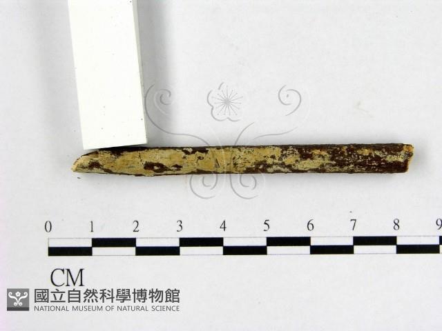 顯絲菌屬藏品圖，第1張