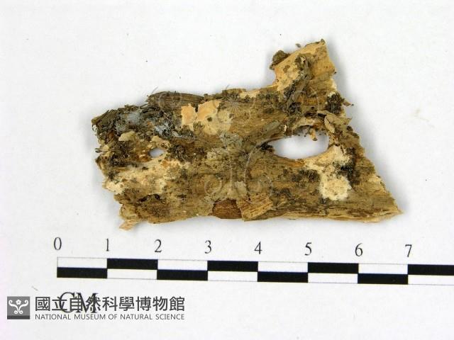 登錄號:F0002901藏品圖，第1張