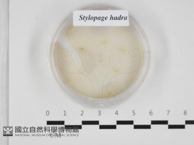 登錄號:F0032901藏品圖，第1張