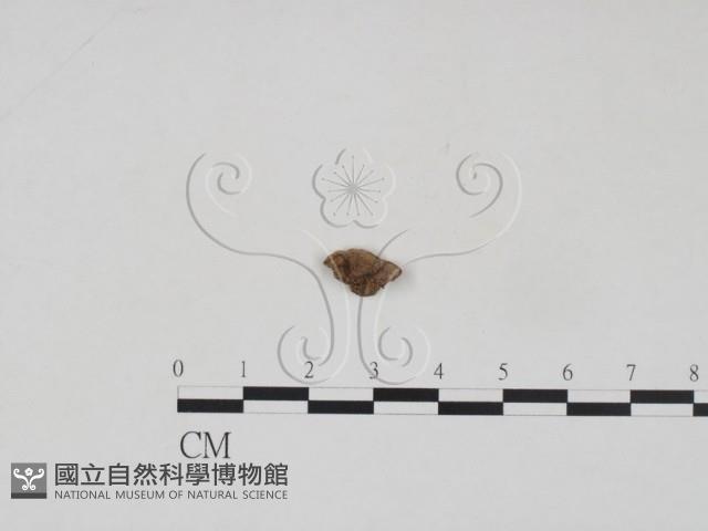 登錄號:F0007901藏品圖，第1張