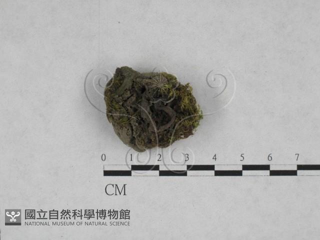 登錄號:F0017901藏品圖，第1張