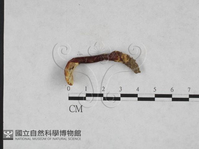 登錄號:F0025901藏品圖，第1張