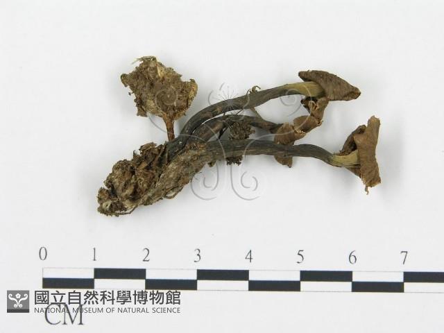 喇叭菌屬藏品圖，第1張
