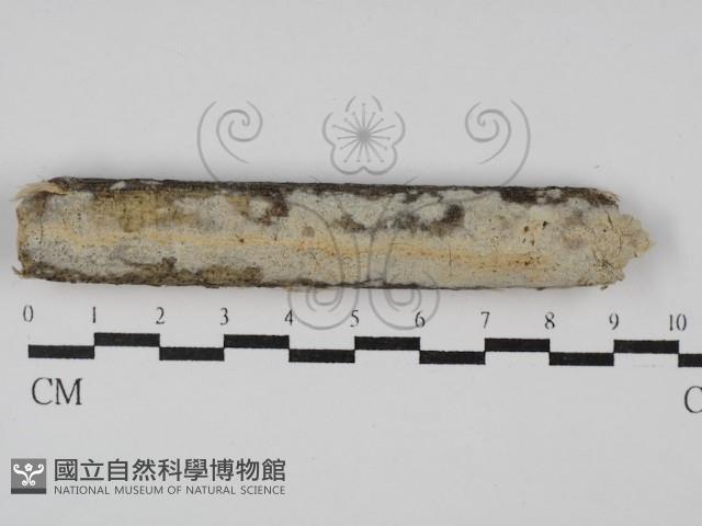 絲皮菌屬藏品圖，第1張