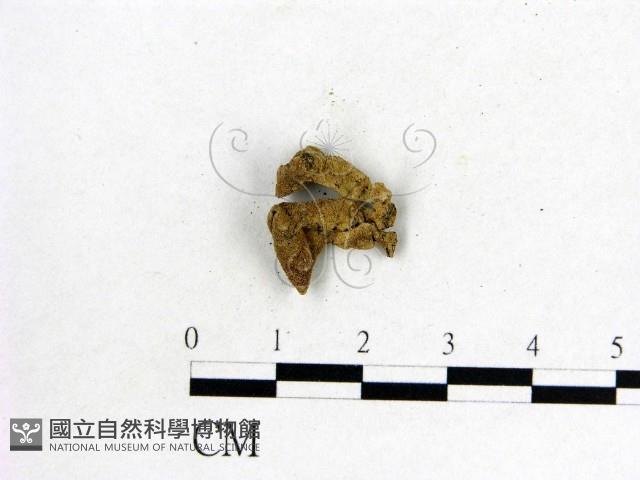 木耳屬藏品圖，第1張