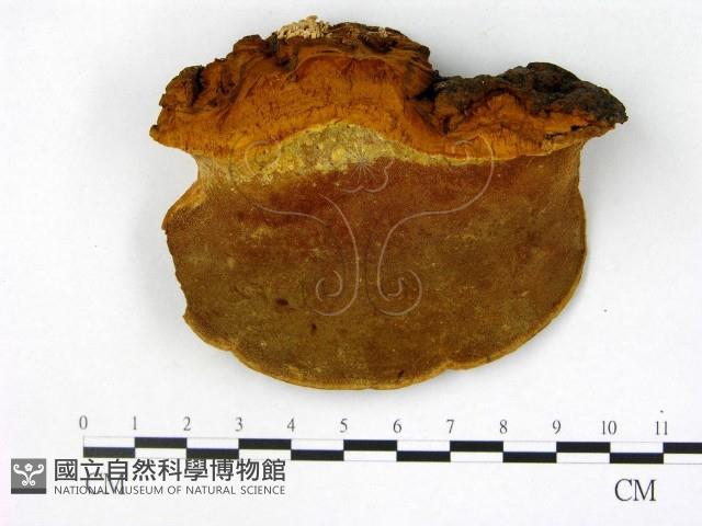 木層孔菌屬藏品圖，第1張