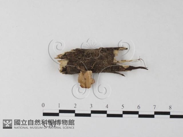 多孔菌屬藏品圖，第1張