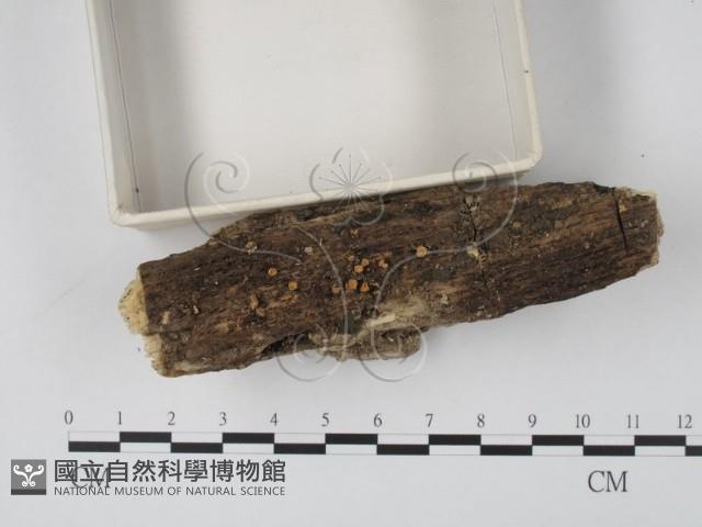 登錄號:F0013901藏品圖，第1張