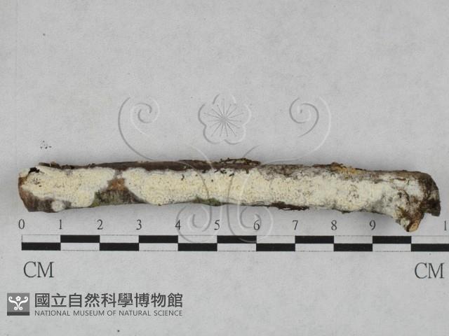 登錄號:F0028601藏品圖，第1張