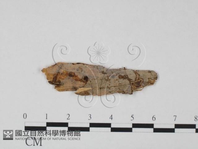 登錄號:F0010601藏品圖，第1張