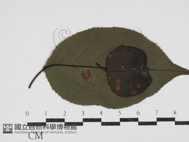 登錄號:F0030601藏品圖，第1張