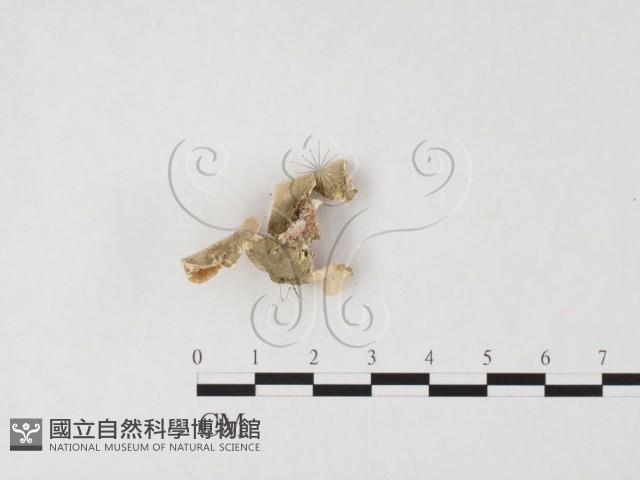 附毛菌屬藏品圖，第1張