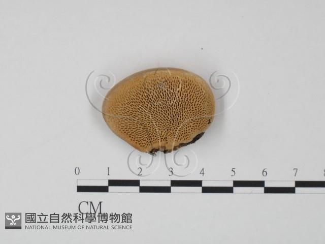 偏腫栓菌藏品圖，第1張