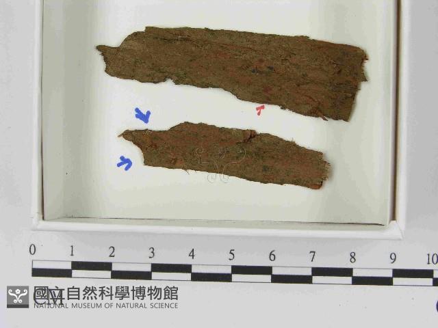 登錄號:F0021601藏品圖，第1張