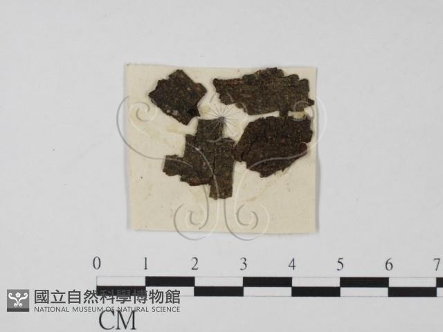 登錄號:F0011601藏品圖，第1張