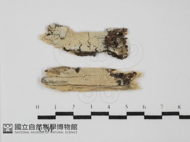 登錄號:F0031601藏品圖，第1張