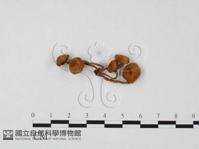 登錄號:F0024601藏品圖，第1張